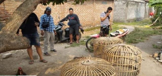 Polres Nganjuk Gerebek Arena Perjudian Sabung Ayam di Desa Sonoageng, Puluhan Motor dan barang Bukti Lain Diamankan