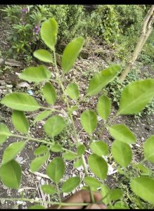 Daun Kelor Daun Kelor