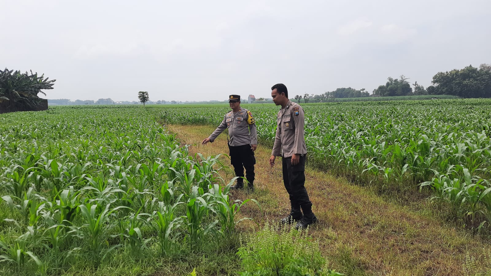 Polsek Patianrowo Dorong Kemandirian Pangan Warga Lewat Pemantauan Lahan Jagung