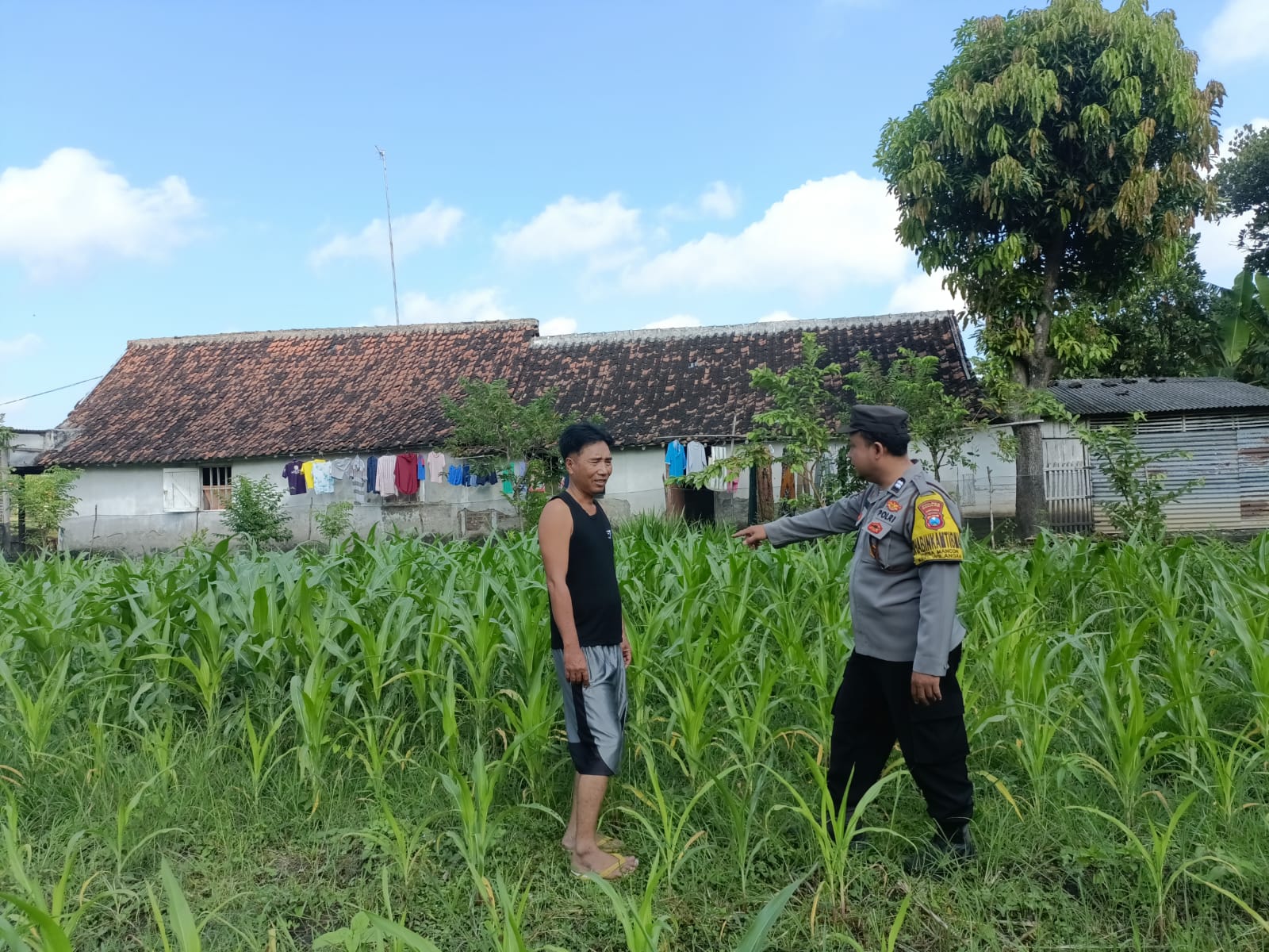 Bhabinkamtibmas Mancon Dukung Ketahanan Pangan, Monitoring Lahan Jagung Warga